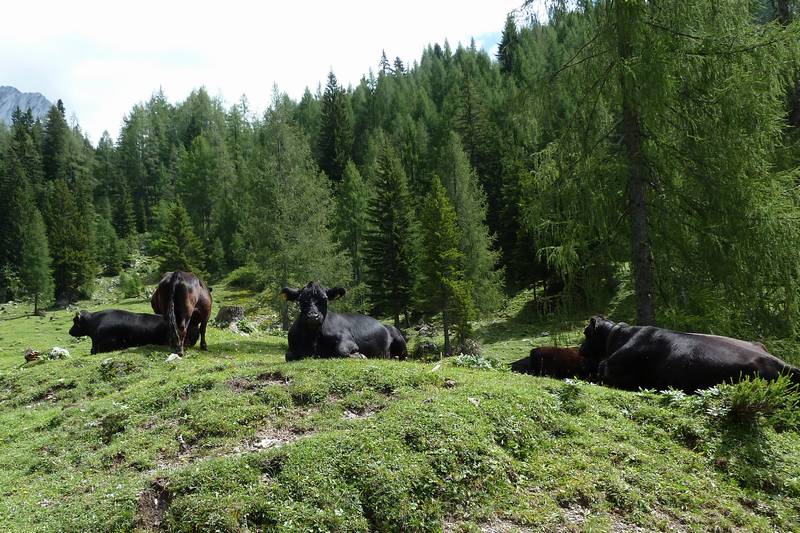 n_30 Schwarzes Vieh.jpg